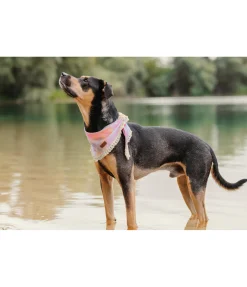 Bandana Batik pour chien Dakota