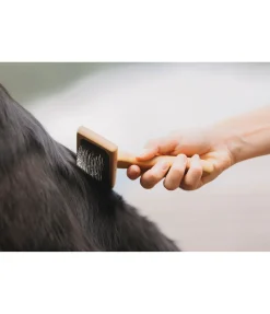 Carde pour chien Woody