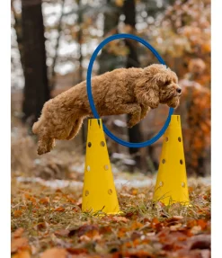 Cerceaux d'agility