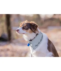 Écharpe réfléchissante pour chien