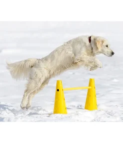 Cônes d'agility