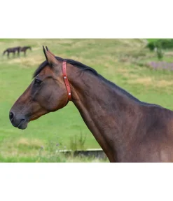 Collier anti-parasites pour cheval