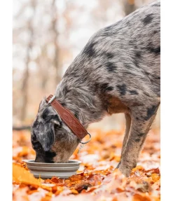 Collier en cuir pour chien Livorno