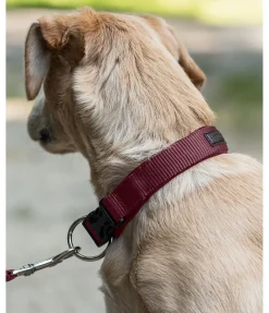 Collier pour chien Becks