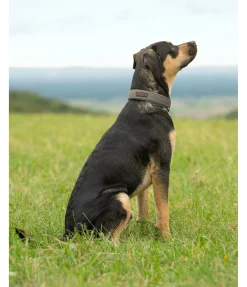 Collier pour chien Becks