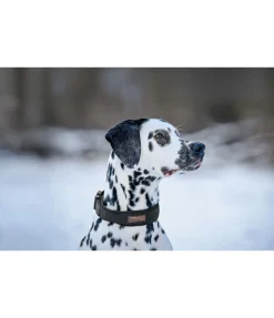 Collier pour chien Becks