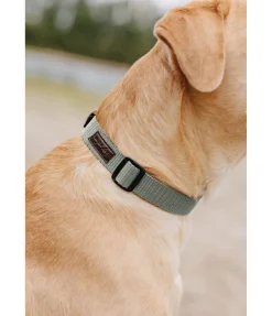Collier pour chien Champ