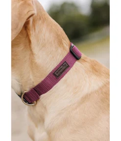 Collier pour chien Champ