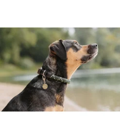 Collier pour chien Coloured Rope