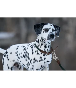 Collier pour chien Rope