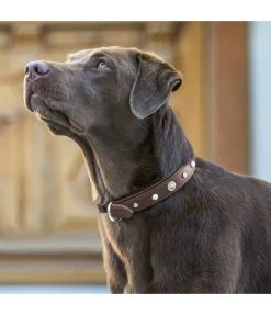 Collier pour chien en cuir Chinook