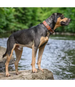 Collier pour chien en cuir Chinook