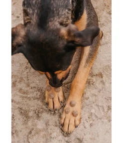 Craquelins à la panse cuits au four