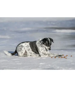 Cubes de viande pour chien Softie volaille