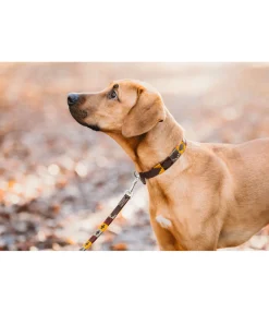 Ensemble collier et laisse en cuir pour chien Polo Sports