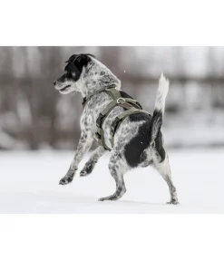 Harnais de sécurité pour chien Irmi