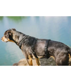 Harnais de sécurité pour chien Irmi