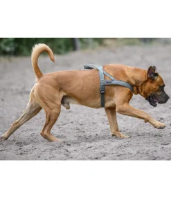 Harnais norvégien Miley