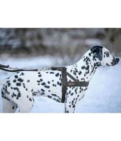 Harnais norvégien Miley