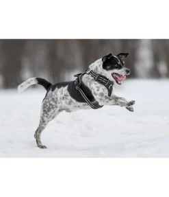 Harnais pour chien Expedition