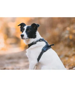 Harnais pour chien Expedition