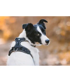 Harnais pour chien Expedition