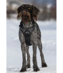 Harnais pour chien Expedition