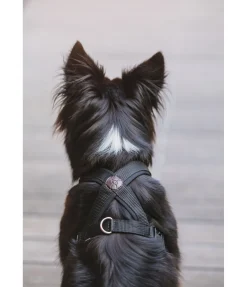 Harnais pour chien Piper