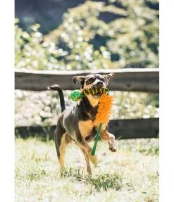 Jouet à tirer pour chien Agi