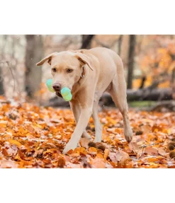 Jouet d'eau pour chien Marble Bone