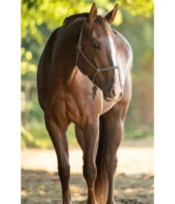 Licol à noeuds Haylie