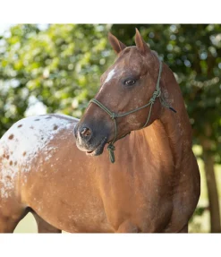 Licol à noeuds Haylie