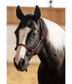 Licol à noeuds Quality