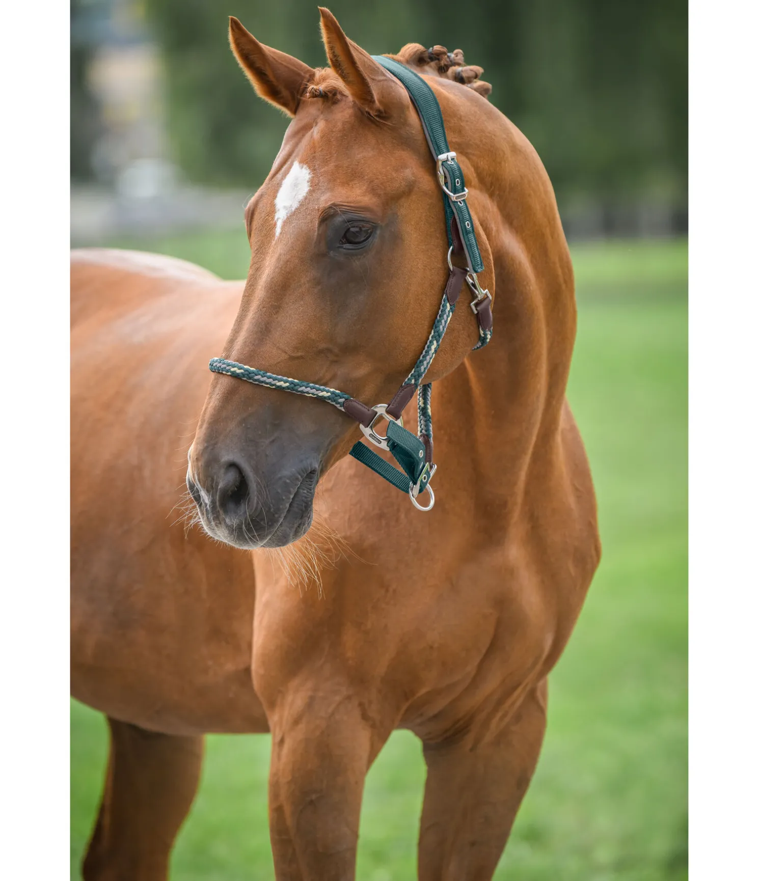 Licol anatomique Sophistication