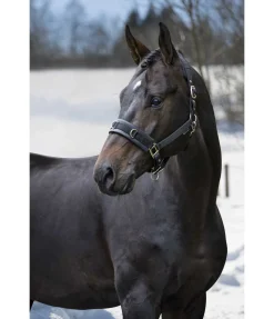 Licol de travail Freedom