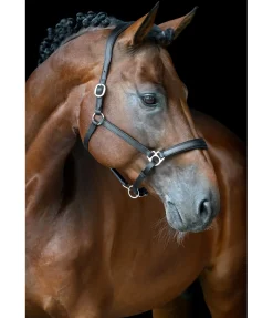 Licol en cuir Anatomical