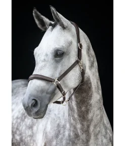 Licol en cuir Anatomical