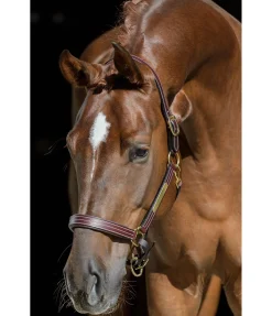 Licol en cuir Graveur