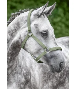 Licol en nylon à prix cassé II