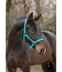 Licol en nylon à prix cassé II