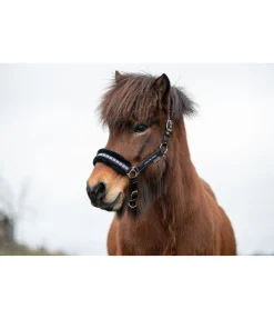 Licol en polaire Teddy Norway Spirit