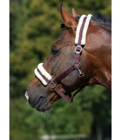 Licol en polaire Teddy à prix cassé III
