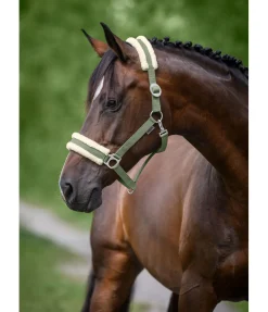 Licol en polaire Teddy à prix cassé III