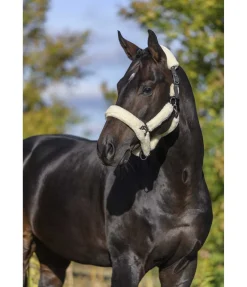 Licol en polaire Teddy Protection