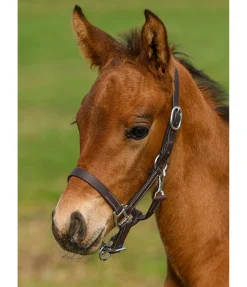 Licol poulain en cuir Classic