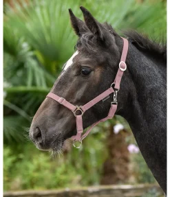 Licol poulain et shetland Grow With You