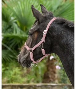 Licol poulain et shetland Grow With You