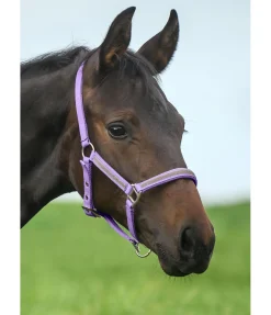 Licol poulain et shetland Blaire