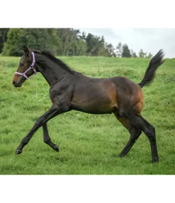 Licol poulain et shetland Blaire