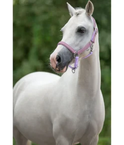 Licol poulain et shetland Twinkle